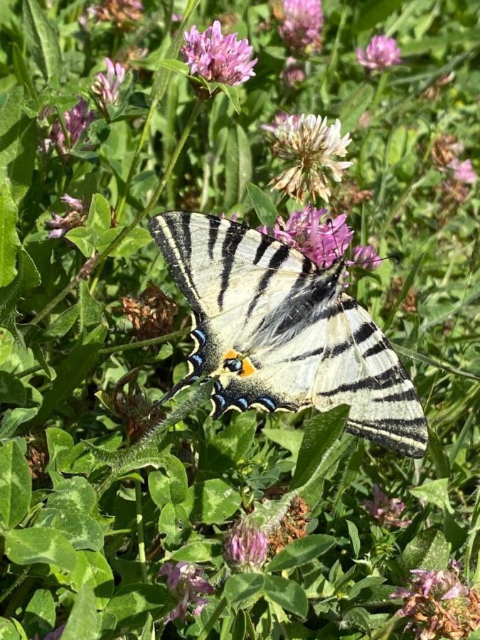 Fattoria Il Pigelleto Villa Piancastagnaio Eksteriør billede